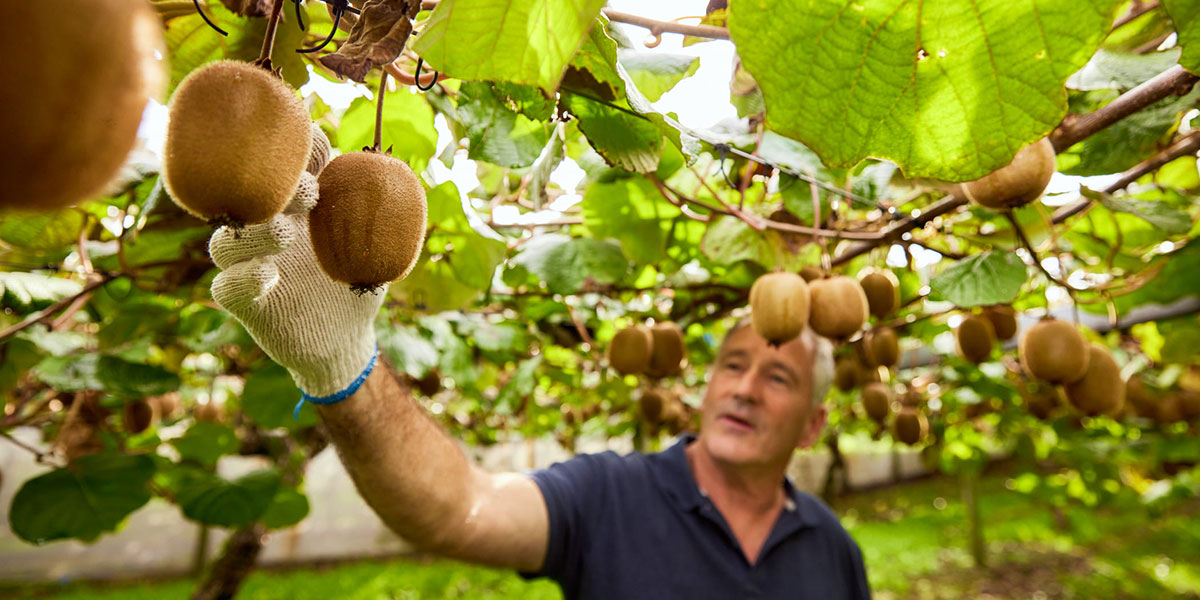 Zespri prevede un altro anno di crescita in Europa (+3,9%)